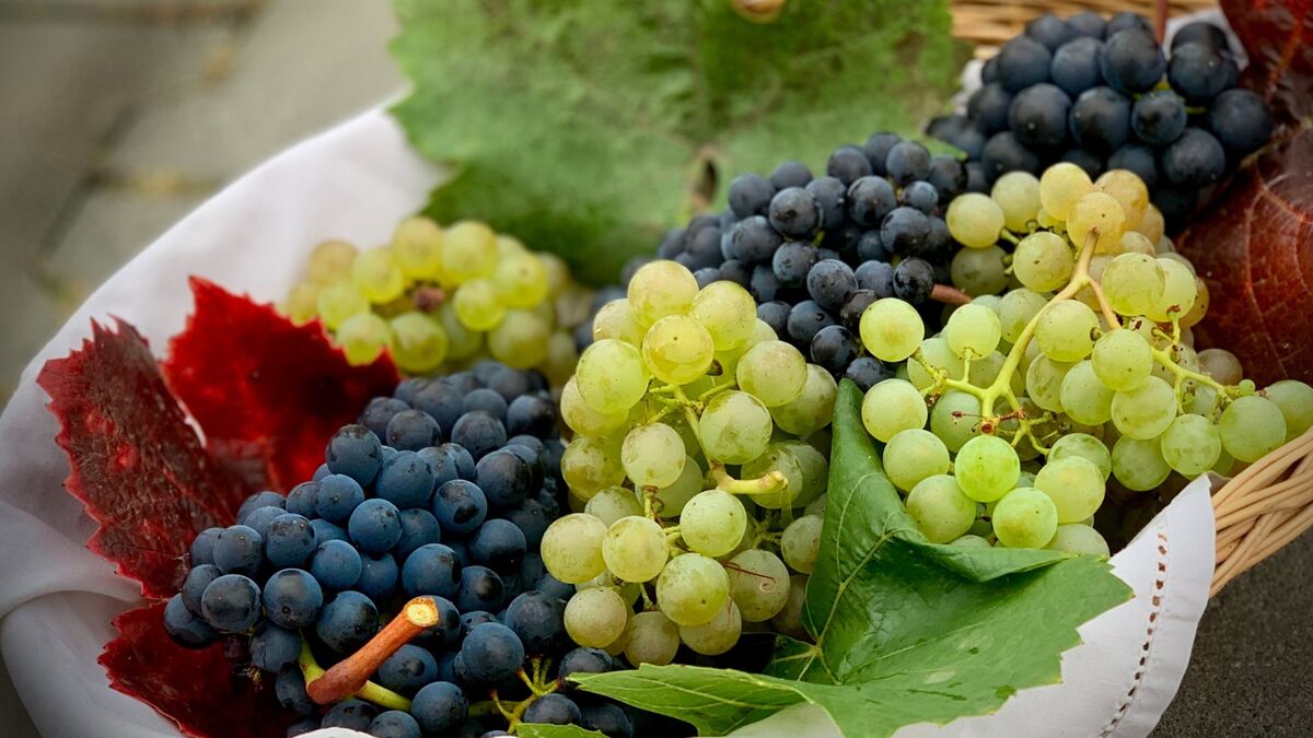 Зря выплевываете: об этих свойствах виноградных косточек знают немногие