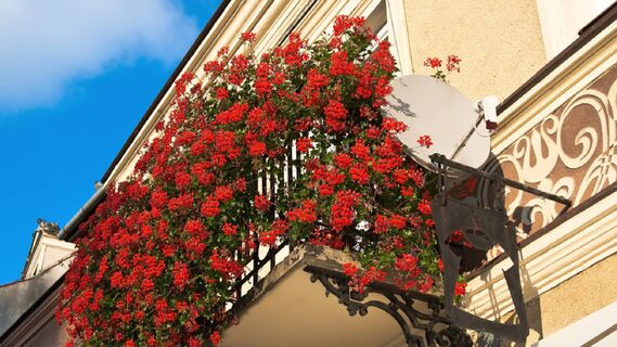 Герань будет цвести на балконе пышными шапками: важно правильно выбрать сорт растения