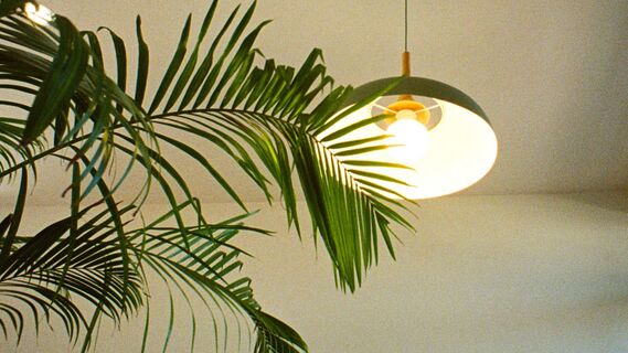 Комнатная пальма «кричит» о помощи: листья на ней сохнут лишь по одной причине