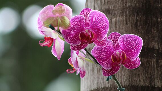 Зацветет и голая палка: подкормите орхидею этим дешевым средством — вмиг воспрянет