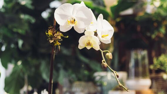 Орхидея вмиг превратится в голую палку: эти ошибки в уходе только губят роскошный цветок