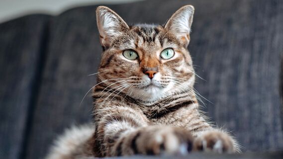 Владельцам кошек стоит быть начеку: вот чем можно заразиться от питомца