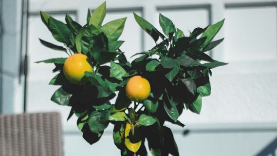 Не спешите выбрасывать косточки от апельсинов: из них легко вырастить эффектное дерево